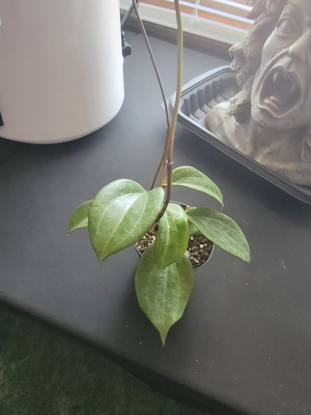 Customer photo review of Hoya quinquenervia