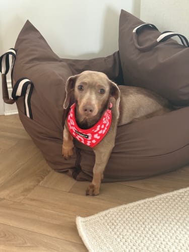 Customer photo review of The Dog Dock V2 New & Improved with ISO Fix