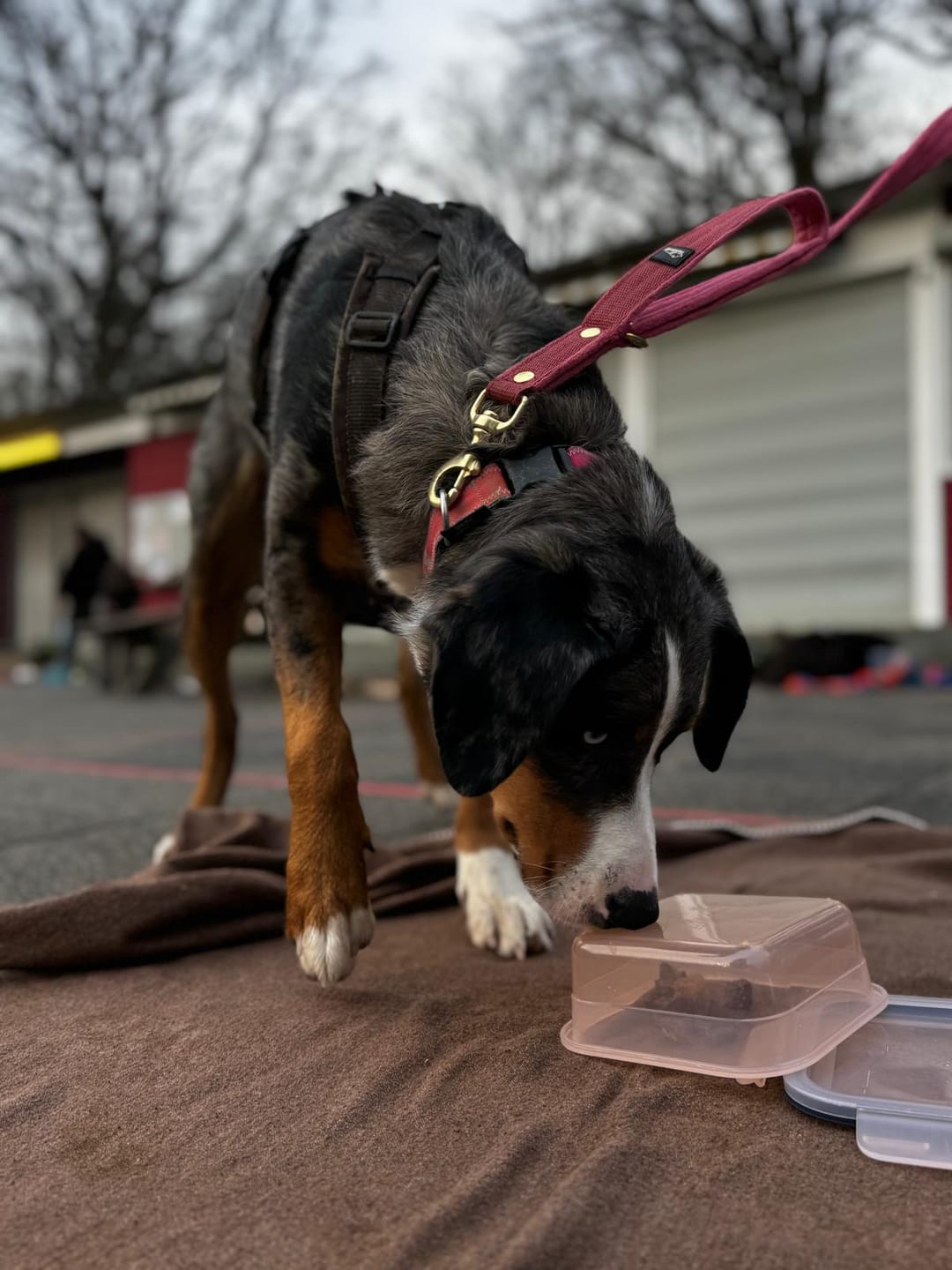 Customer photo review of Multi Guard Leash Golden Raspberry Red - Multi-väktarkoppel