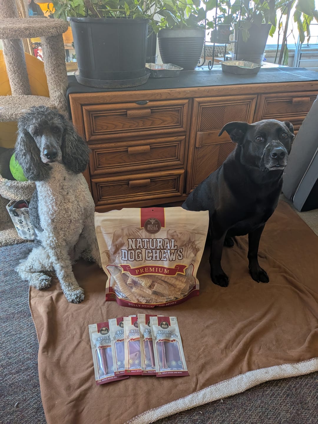 Customer photo review of 6 Inch Beef Trachea