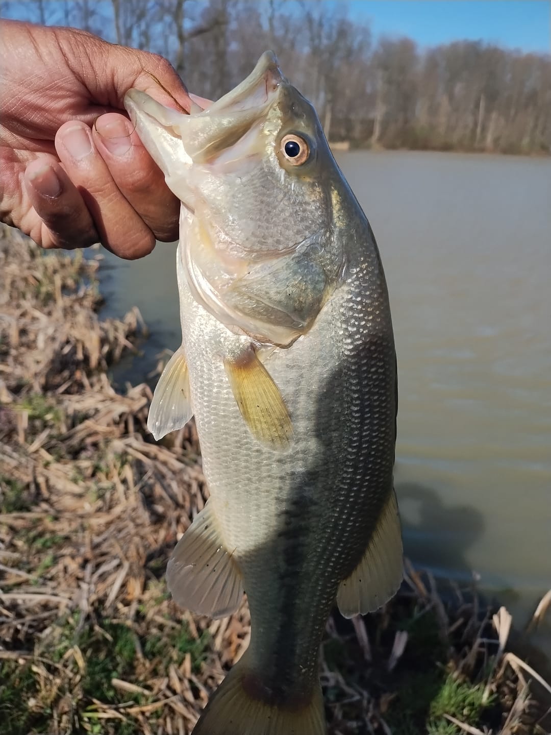 Customer photo review of PF Fall Jerkbait Bundle