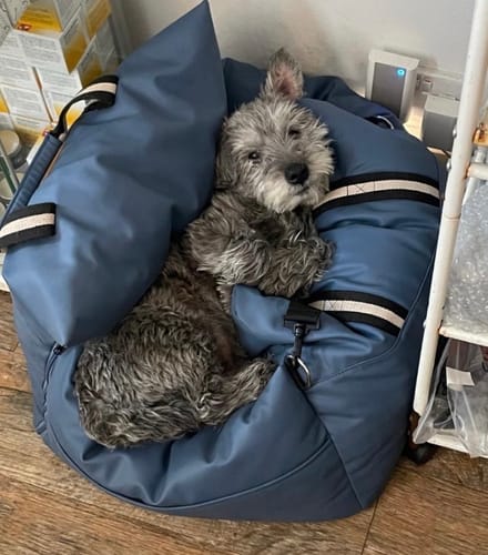 Customer photo review of The Dog Dock V2 New & Improved with ISO Fix