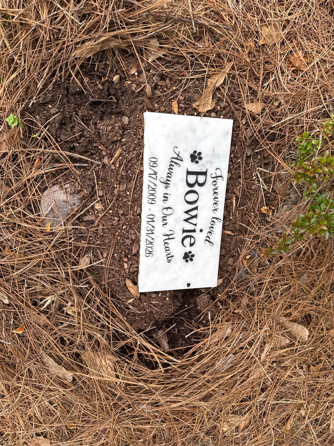 Customer photo review of Grave Marker, Pet headstones, Custom Outdoor Engraved Pet Stone In Loving Memory