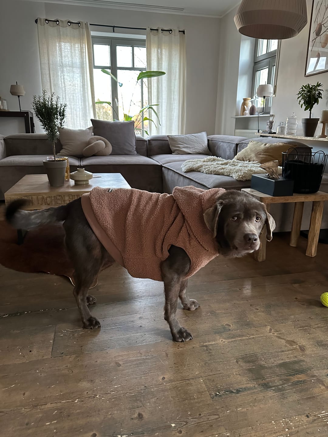Customer photo review of Teddy Sherpa Fleece Dog Jacket - Brown