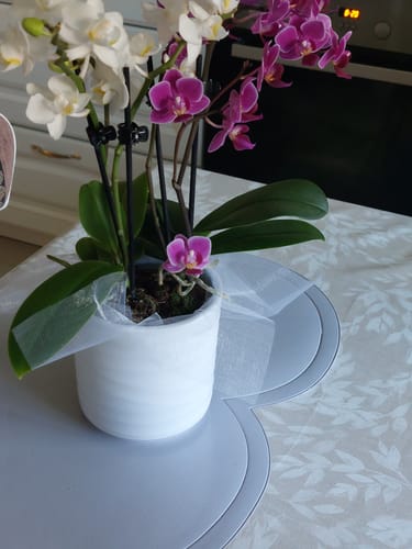 Kundenfoto der Cocktail-Orchidee mit violetten und weißen Blüten im weißen Keramiktopf mit Dekovlies auf einem Tisch.