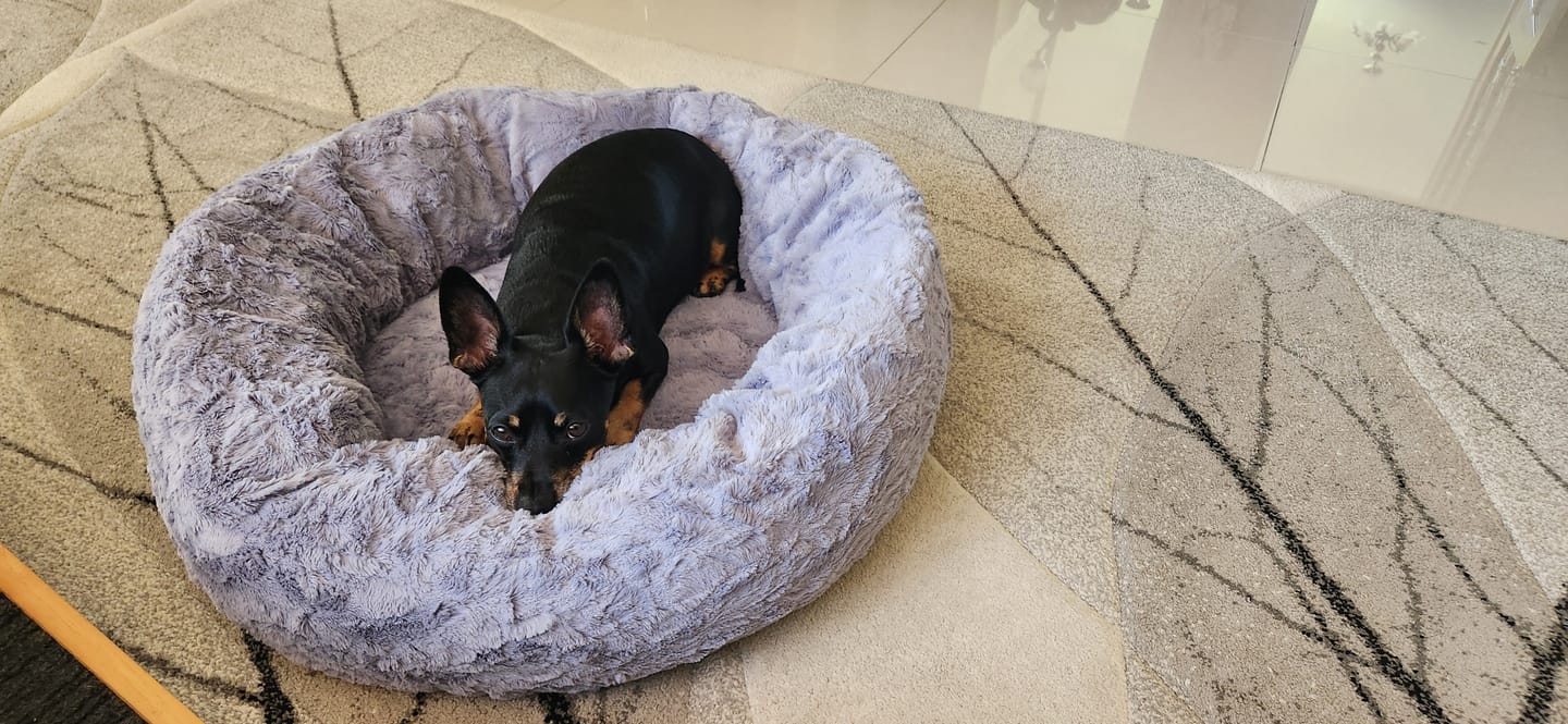 Customer photo review of Calming Pet Bed with Removable Cover