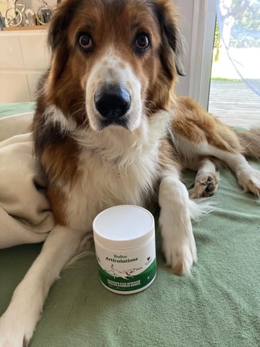 Le chien d'un client, un border croisé, couché sur un lit à côté du pot de Complément articulations.
