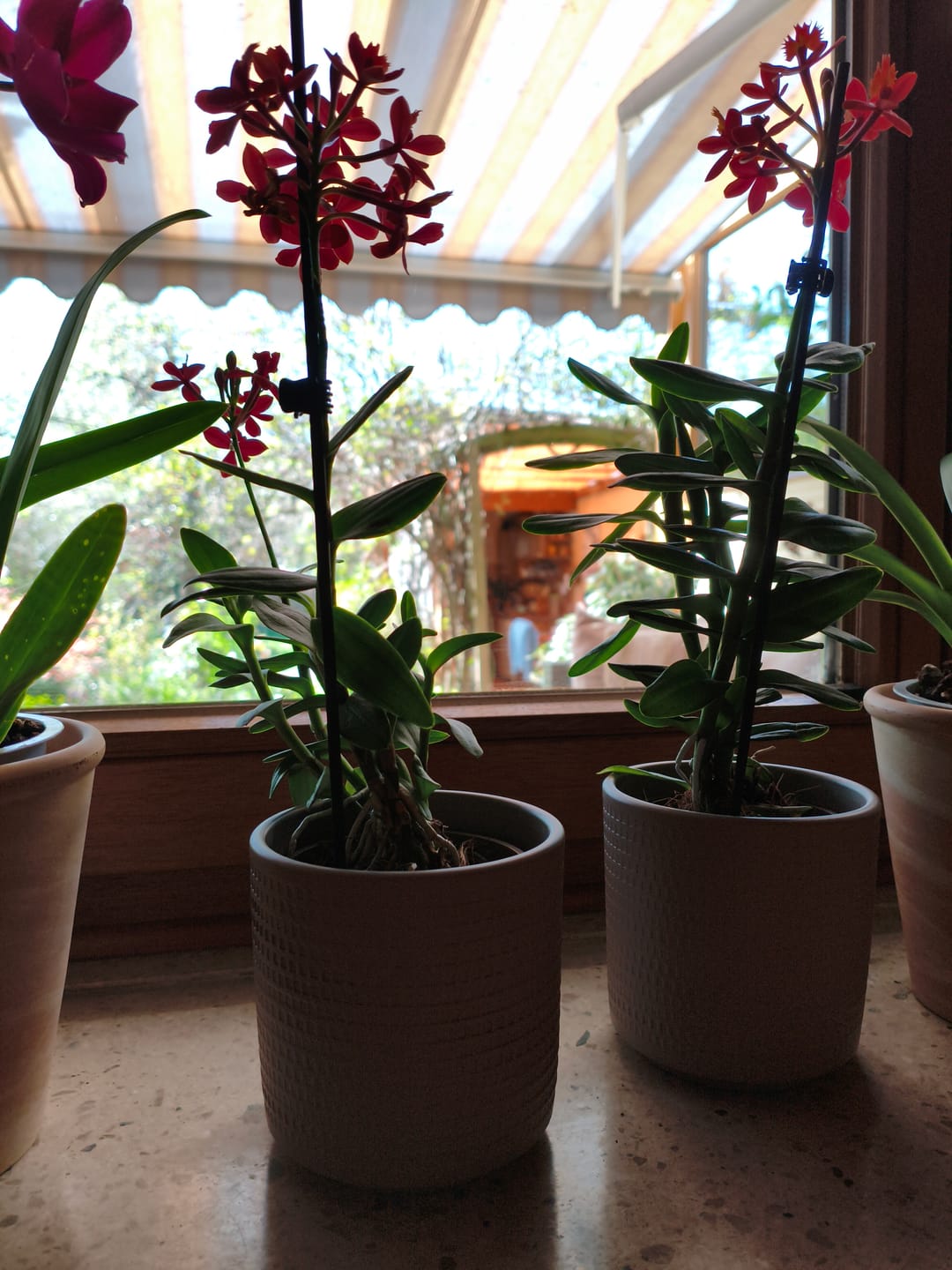 Customer photo review of Übertopf Calla in verschiedenen Farben (9cm Töpfe)