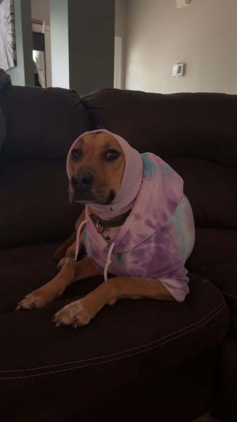 Customer photo review of Anxiety Calming Dog Earmuff Protector - Purple