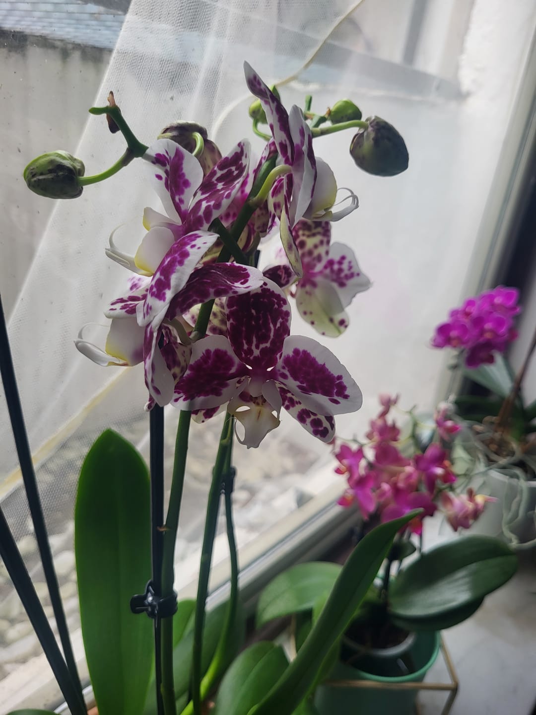 Customer photo review of Große Two of Us Marrakesh mit gefleckten Blüten und 3 Rispen