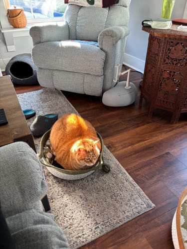 Customer photo review of Instinct Basket | Meet the first research-backed natural territory for indoor cats