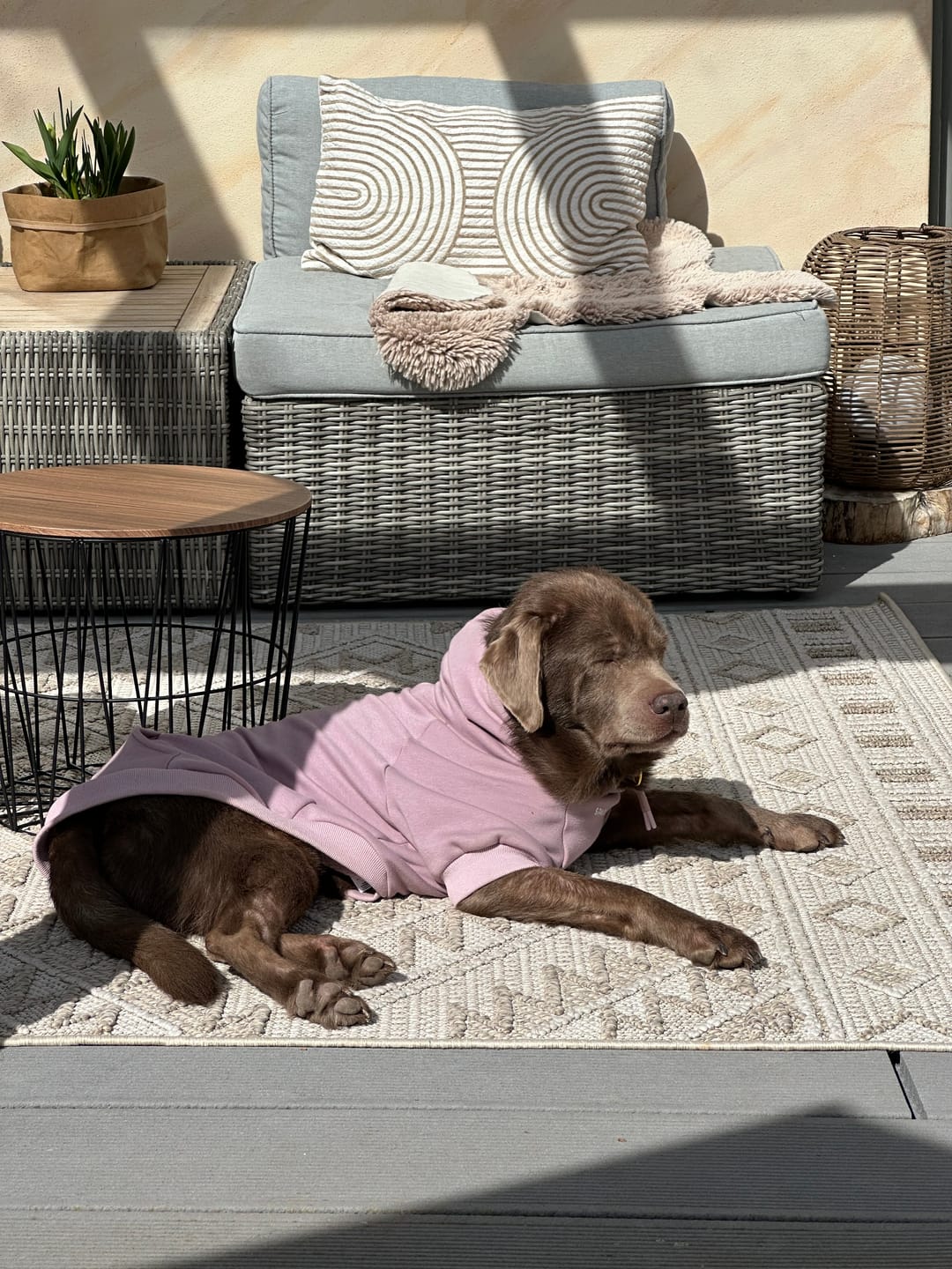 Customer photo review of Essential Dog Hoodies