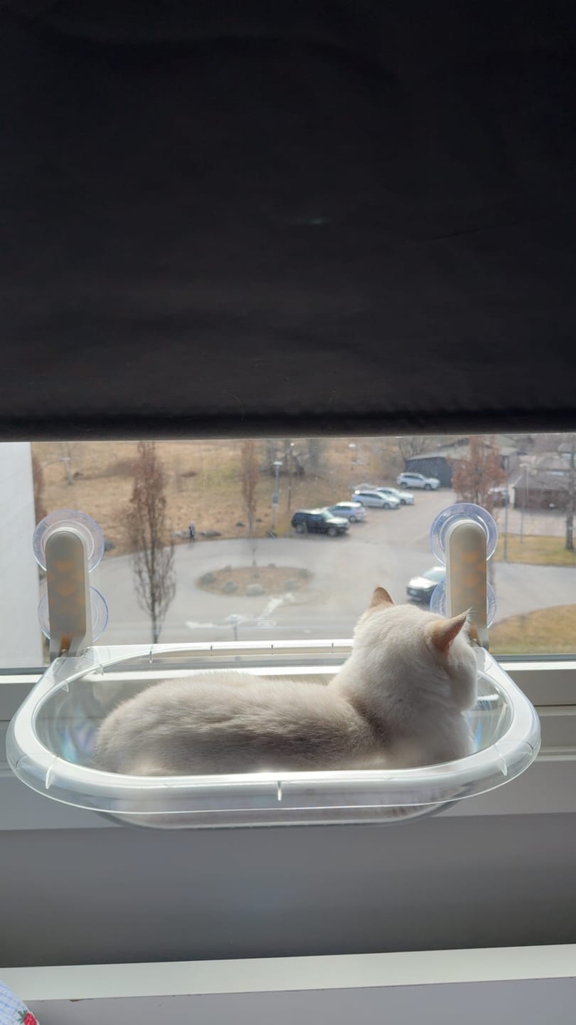Customer photo review of Window Cat Clear - vindusseng