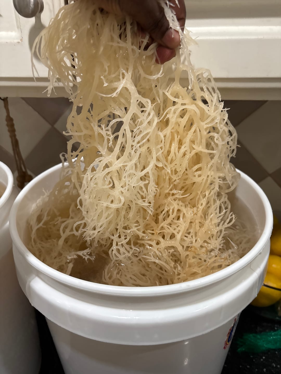 Customer photo review of Sea Moss from the pristine waters of St. Lucia- wildcrafted