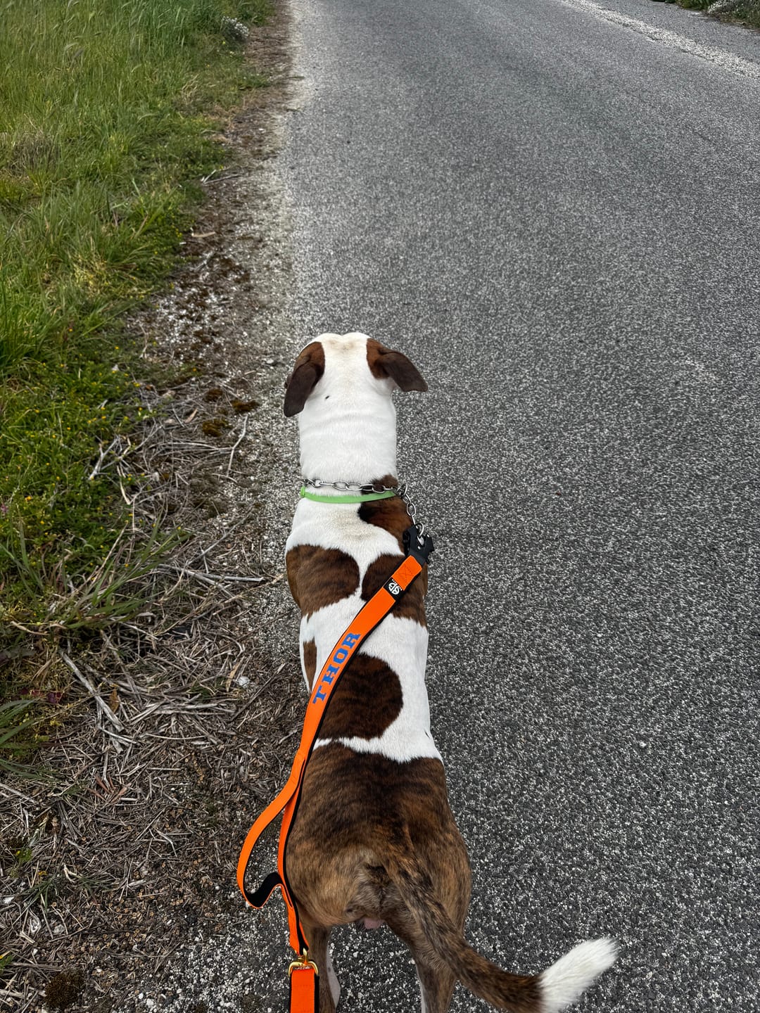 Customer photo review of Guinzaglio Sniper Multifunzione