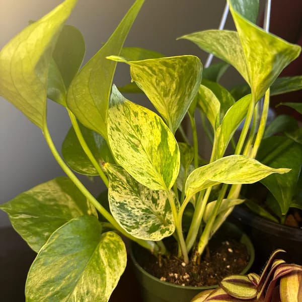 Customer photo review of RARE Marble Pothos Cuttings - Gorgeous Variegated Indoor easy care house plant, Marble Pothos, White and Green variegation propagation plant