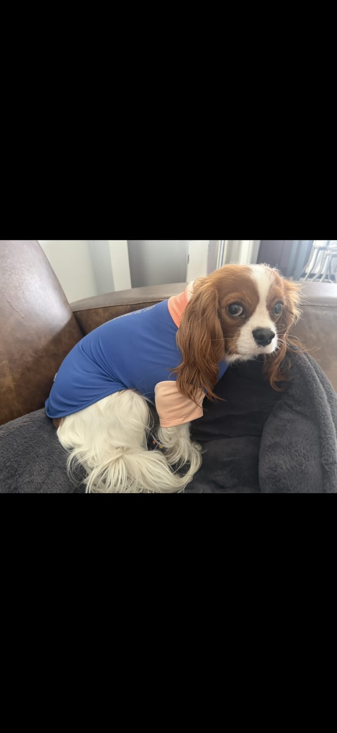 Customer photo review of Sunblock Dog T-Shirt - Blue Hawaiian