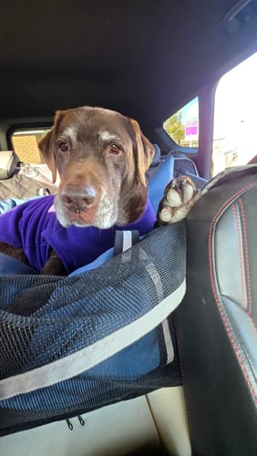 Customer photo review of The Dog Dock