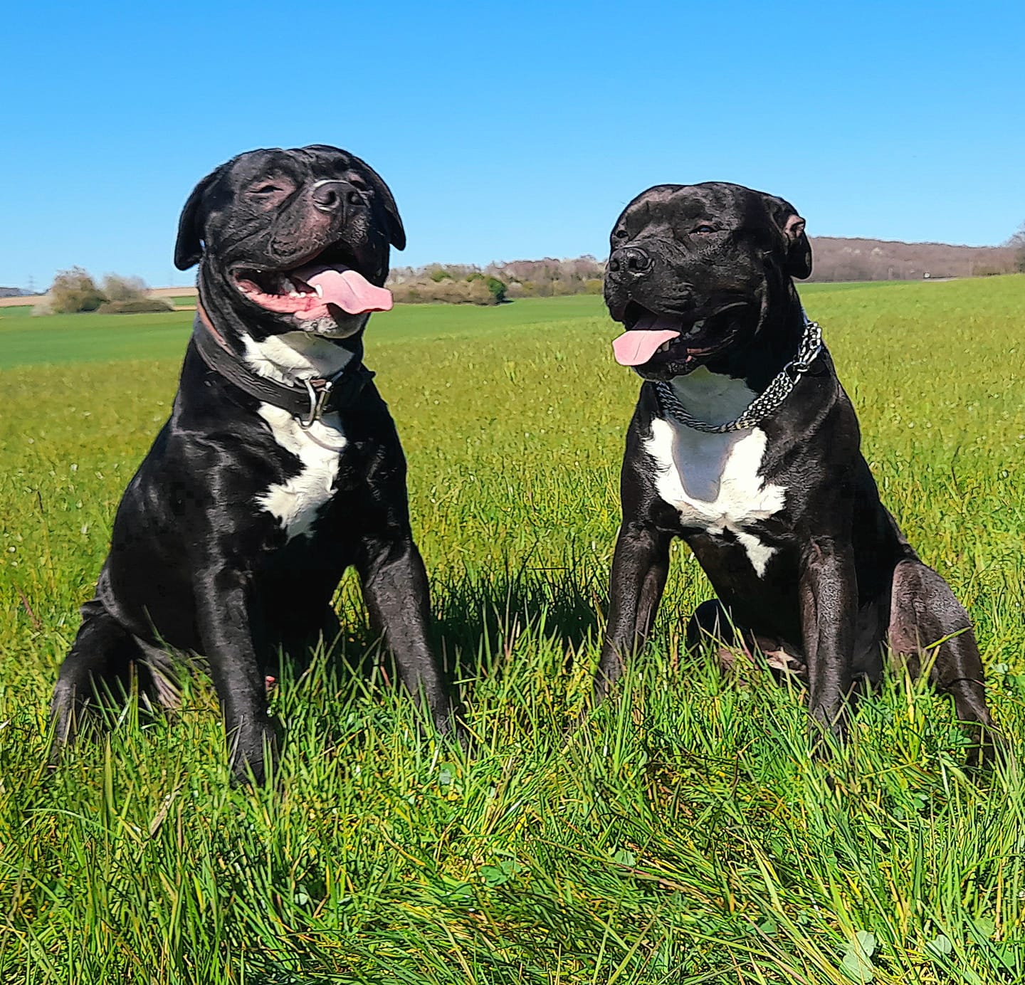 Customer photo review of Allergietest Basic Hund