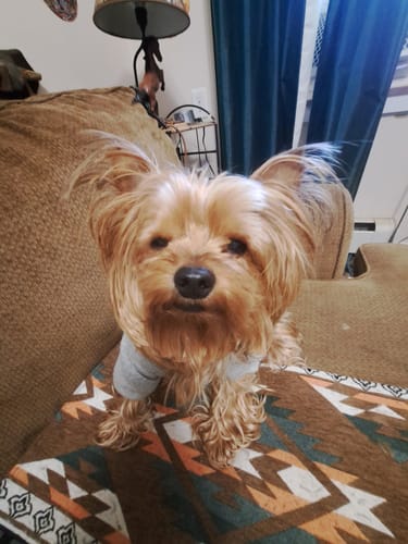 Customer photo review of Cutest Pets of Pupvote Spring 2026