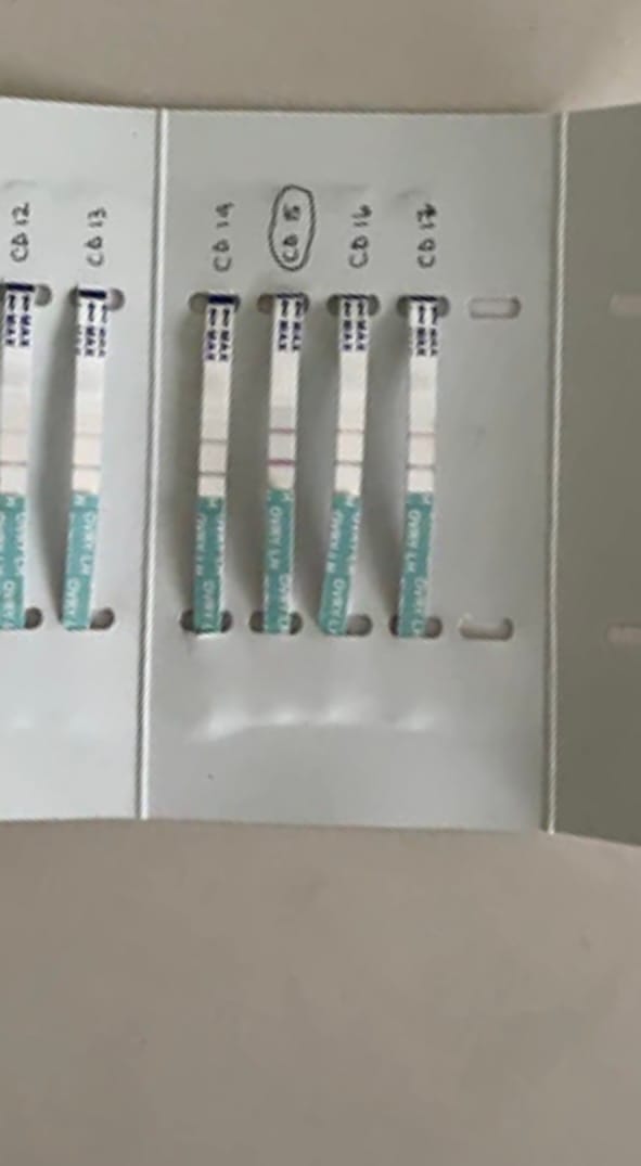 Customer photo review of Ovulation Test Strips