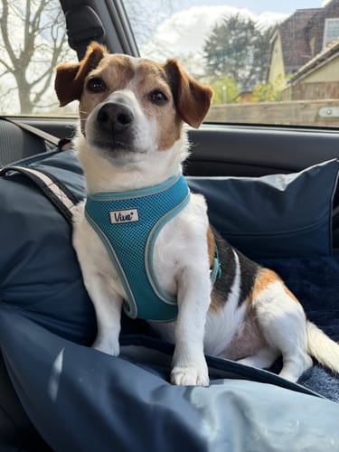 Customer photo review of The Dog Dock V2 New & Improved with ISO Fix