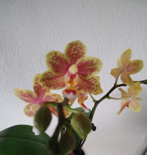 Kundenbild der Duftorchidee Afra mit mehreren gelb-orangenen, gemusterten Blüten und Knospen.