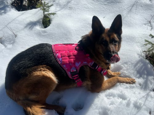Customer's German Shepherd wearing a pink patterned Team K9 Dog Harness while lying in the snow.