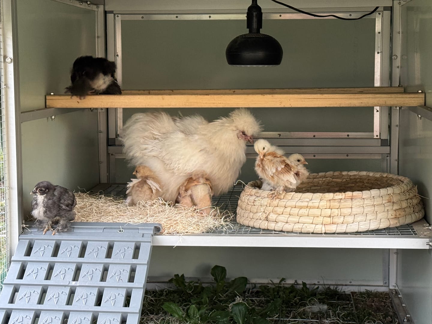 Customer photo review of Mobile Chicken Coop / Chicken Tractor