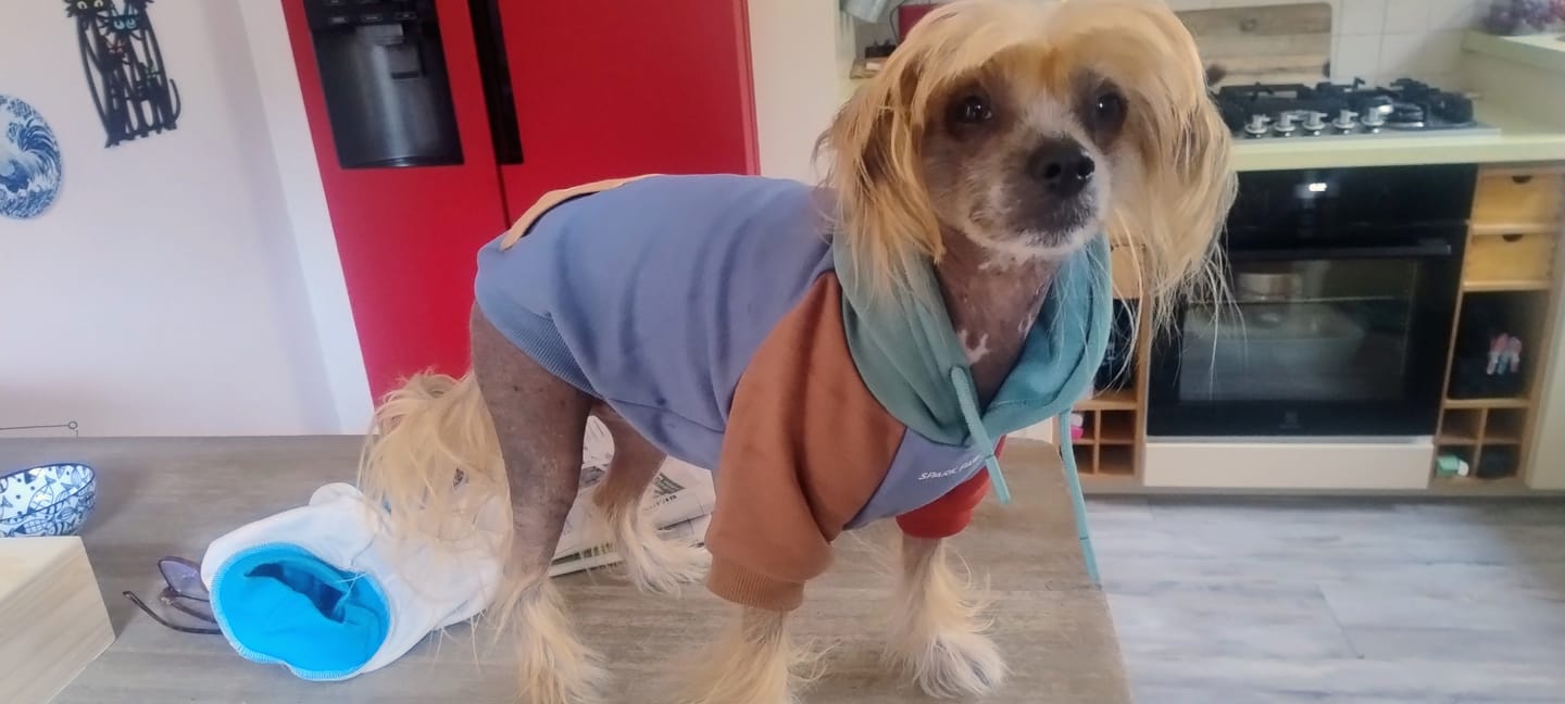 Customer photo review of Alpine Dog Hoodie
