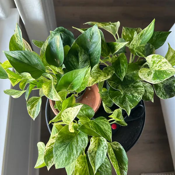 Customer photo review of RARE Marble Pothos Cuttings - Gorgeous Variegated Indoor easy care house plant, Marble Pothos, White and Green variegation propagation plant