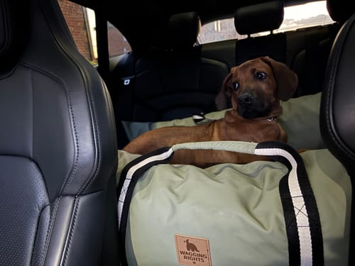 Customer photo review of The Dog Dock V2 New & Improved with ISO Fix