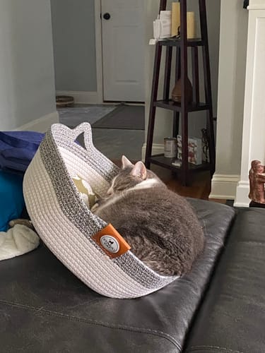 Customer photo review of Instinct Basket | Meet the first research-backed natural territory for indoor cats