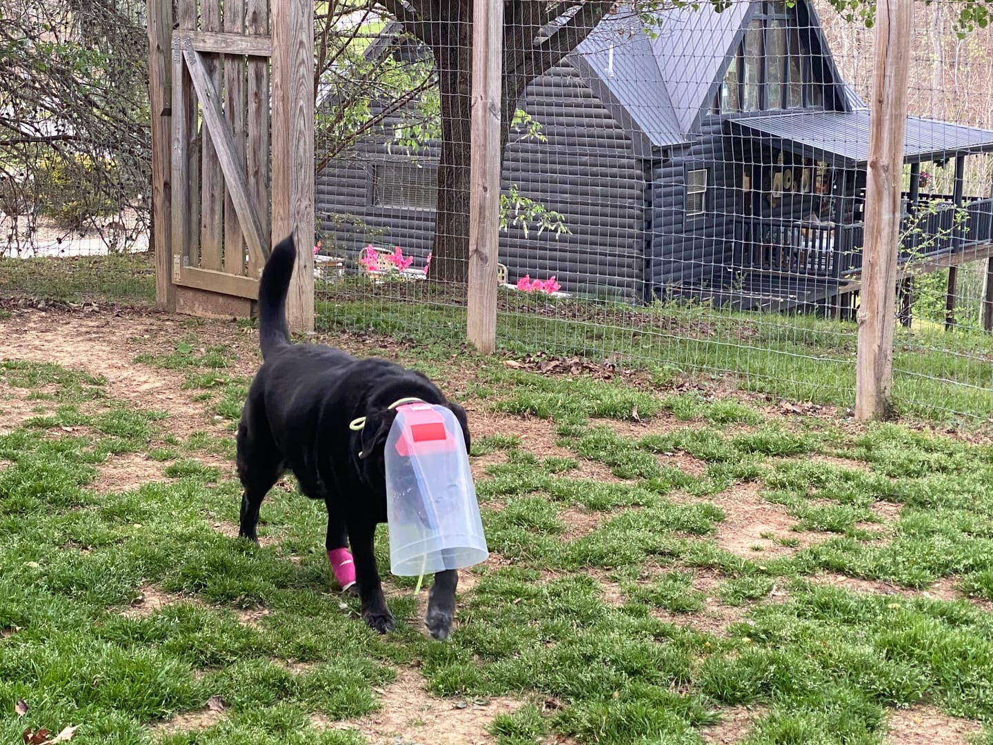 Customer photo review of NovaGuard Recovery Collar