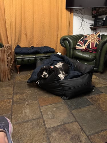 Customer photo review of The Dog Dock