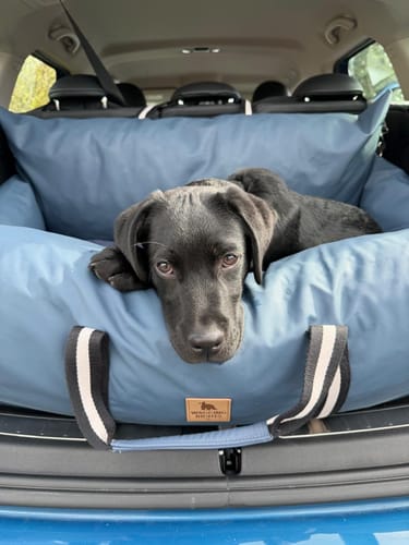 Customer photo review of The Dog Dock V2 New & Improved with ISO Fix