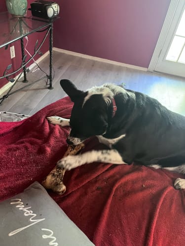 Customer photo review of Ostrich Hip Bone (12" x 5"x 3”): The Durable, Flavor-Packed Chew for Medium & Large Dogs