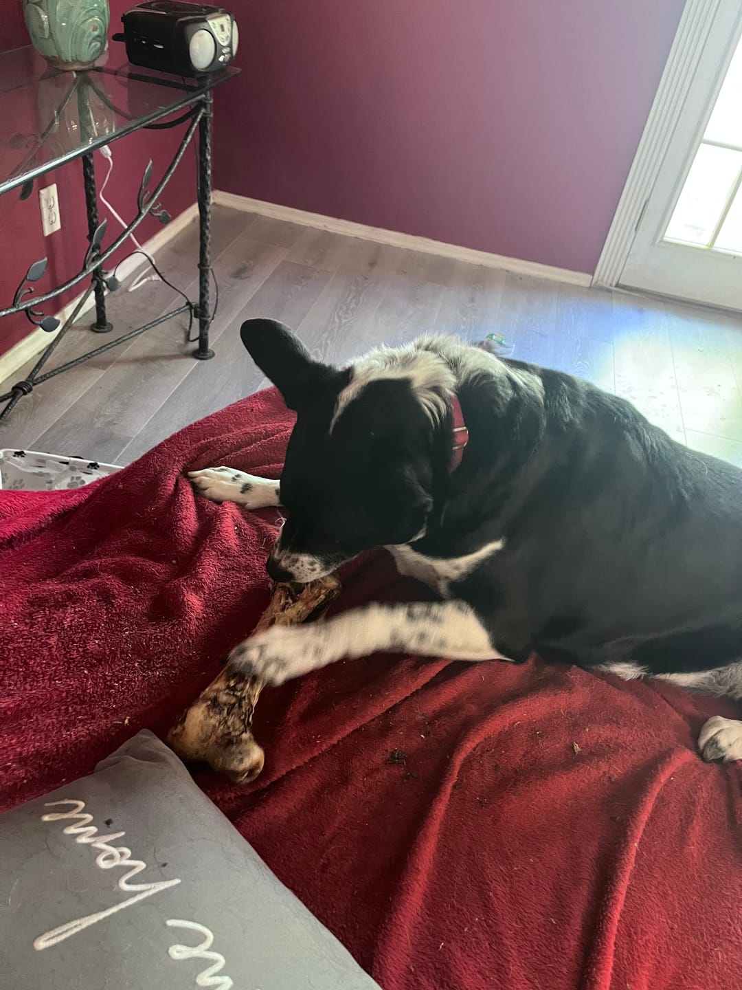 Customer photo review of Ostrich Hip Bone (12" x 5"x 3”): The Durable, Flavor-Packed Chew for Medium & Large Dogs