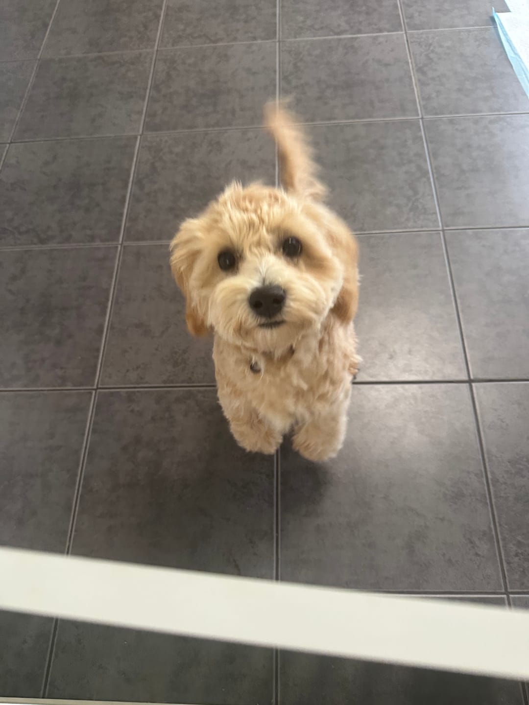 Customer photo review of GroomMate Pet Grooming Kit