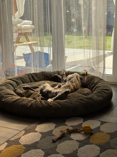 Customer photo review of CozyNest Prémium Puha Fánk Alakú Kutya és Macska Fekhely