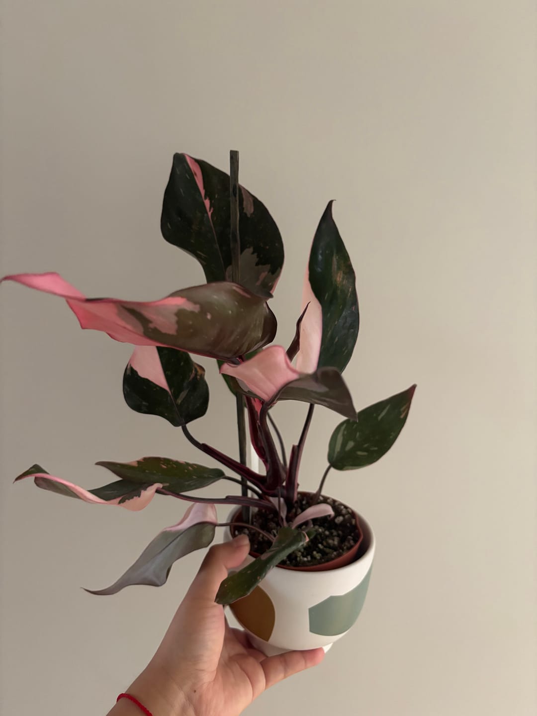 Customer photo review of Philodendron Pink Princess - 4"