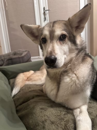 Customer photo review of The Dog Dock V2 New & Improved with ISO Fix