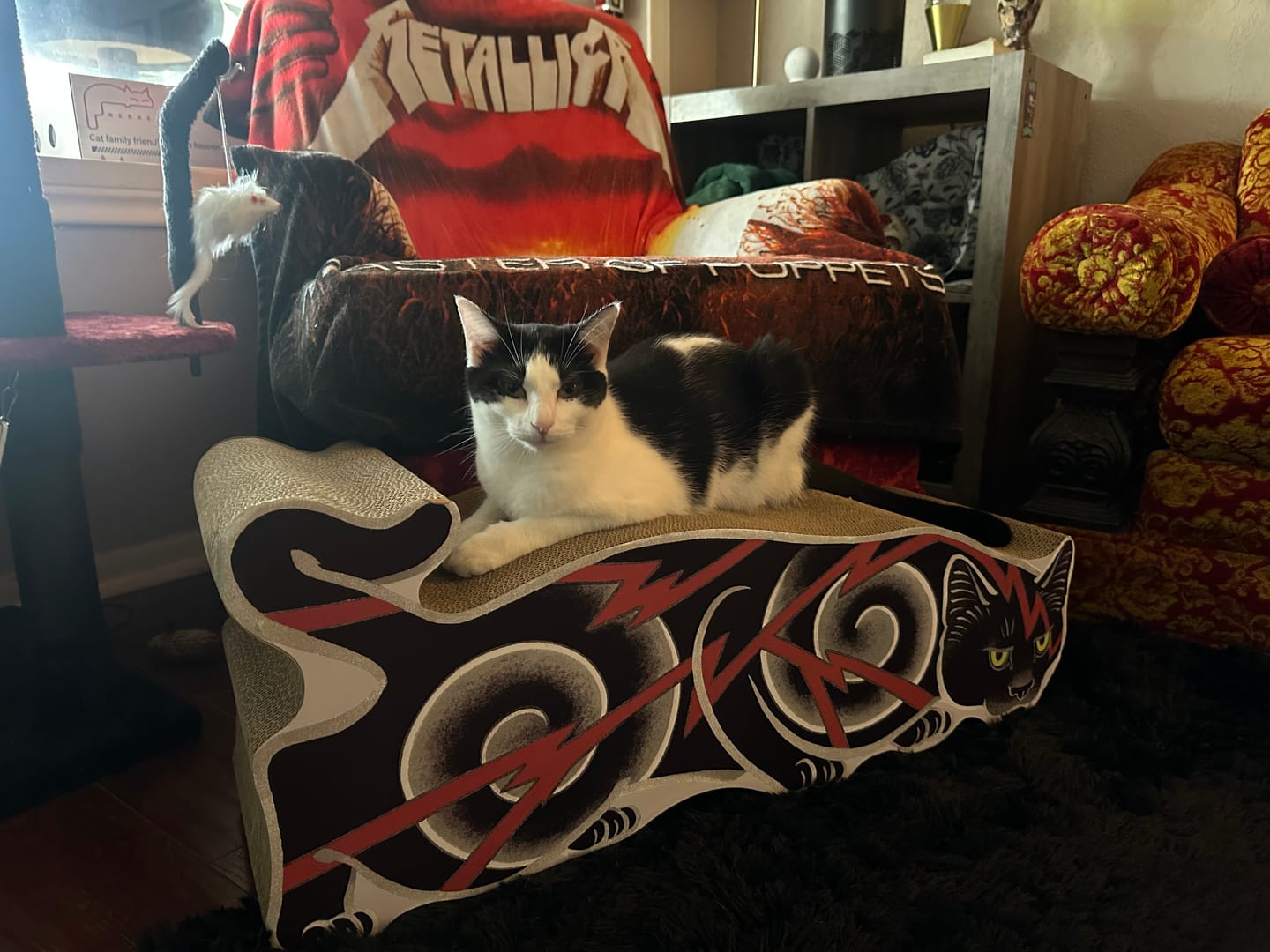 Customer photo review of Electric Cat Scratcher