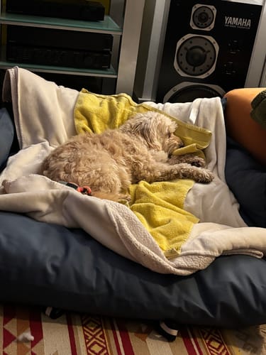 Customer photo review of The Dog Dock