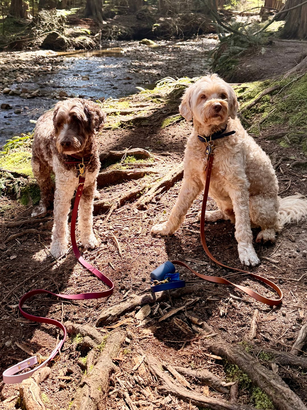 Customer photo review of Midnight - Classic Biothane Dog Collar