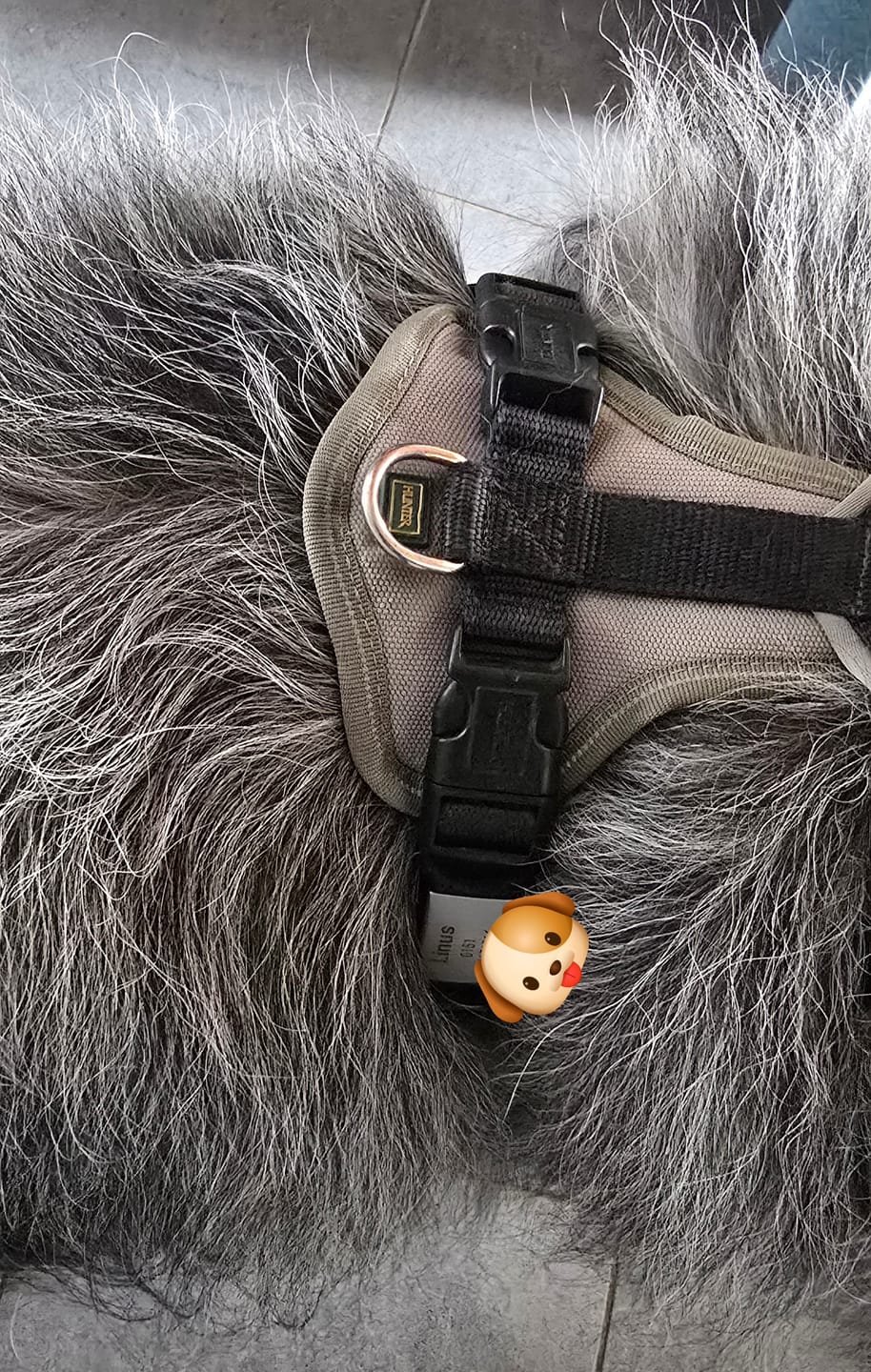 Customer photo review of Klapperfreie Hundemarke Silikonslider mit Edelstahl-Schild für Halsbänder inkl. GRATIS Gravur