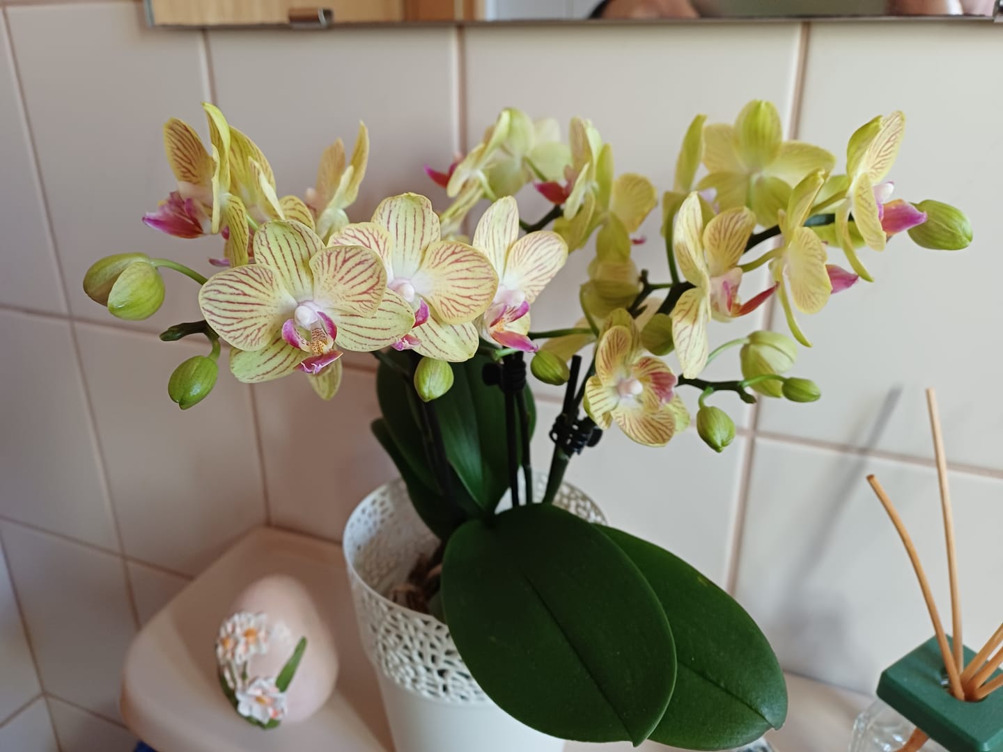 Customer photo review of Table Dance Lima mit gelb-gestreiften Blüten und 2 Rispen