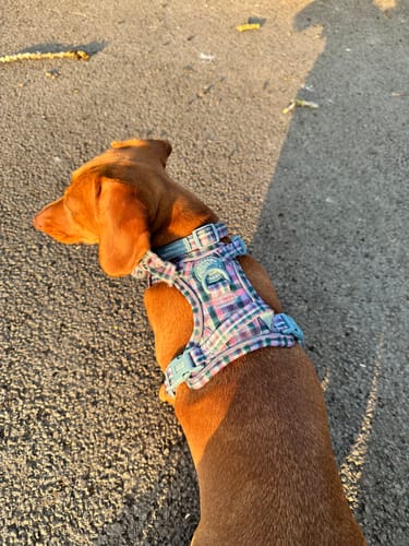 Customer photo review of Tough Trails™ Harness -  Tweed Twilight