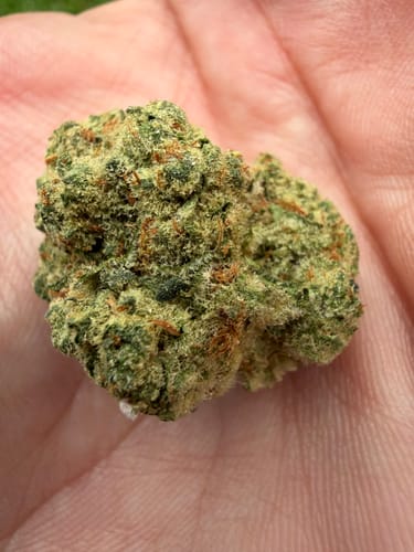 Close-up of a customer's hand holding a dense, frosty Blue Dream flower bud.