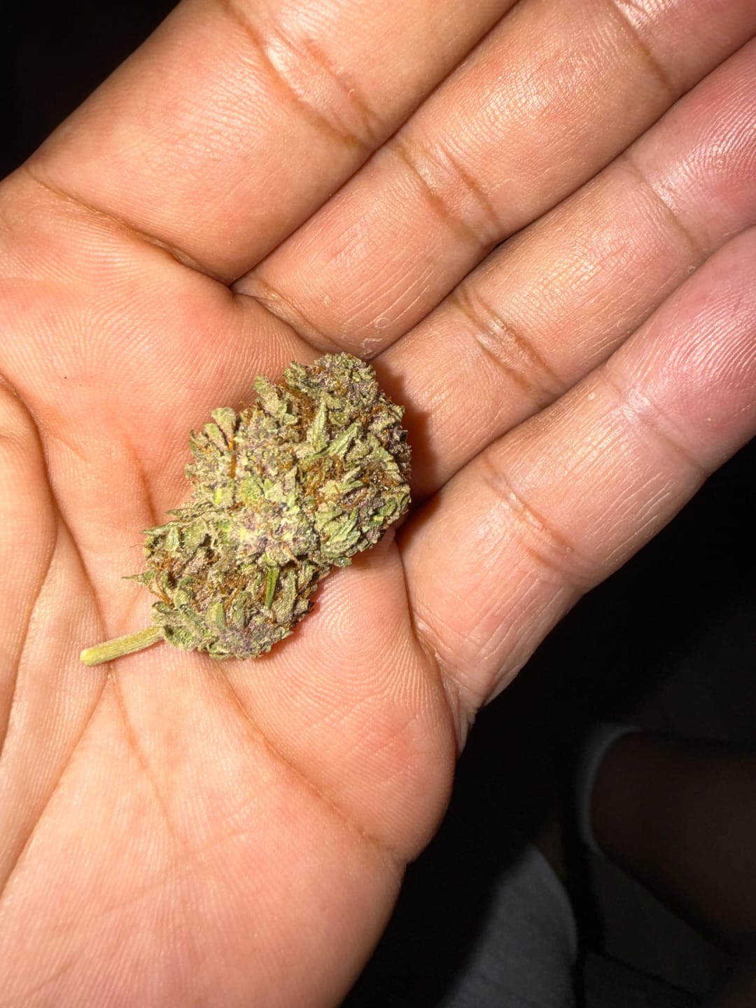 Customer photo review of Lions Cake - Bulk - Hybrid